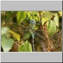 Anax imperator - Grosse Koenigslibelle 07d.jpg